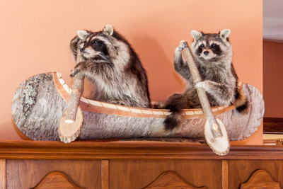 lewisandclarkraccoons